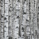 Winter Birch Tree Forest Background Wall Mural