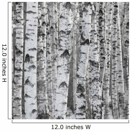 Winter Birch Tree Forest Background Wall Mural