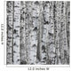 Winter Birch Tree Forest Background Wall Mural