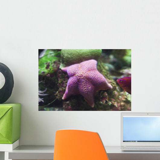 Purple Starfish