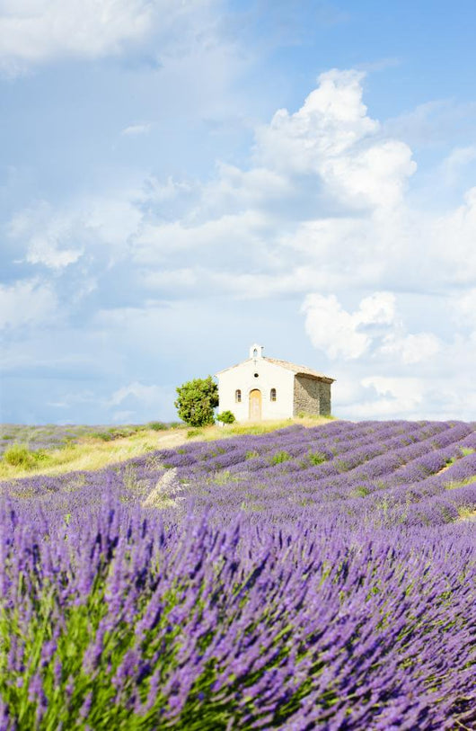 chapel with lavender field, Plateau de Valensole, Provence, Fran Wall Mural