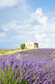chapel with lavender field, Plateau de Valensole, Provence, Fran Wall Mural