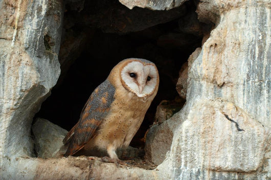Wise Owl