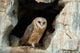 Wise Owl