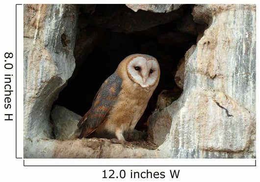 Wise Owl