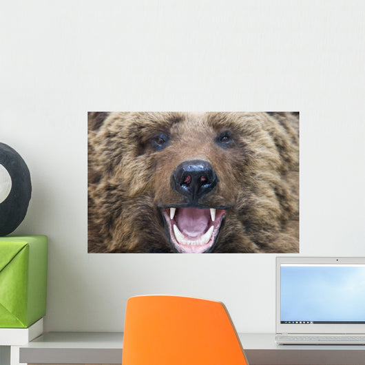 Bear Closeup