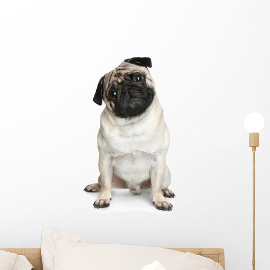 Funny Pug Puppy Sitting on White Background Wall Decal