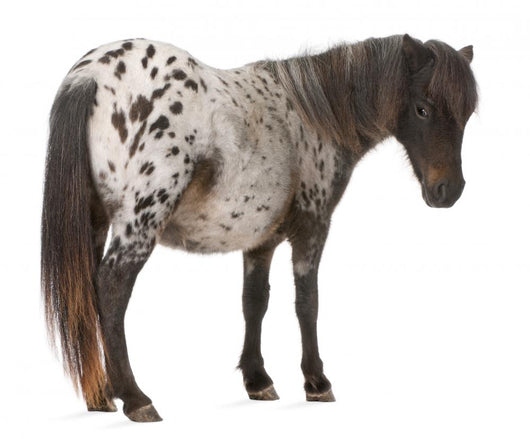 Appaloosa Miniature Horse Wall Decal