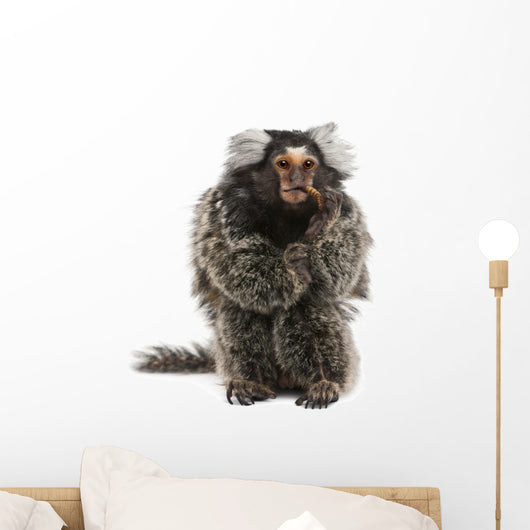 Marmoset Callithrix Jacchus Eating Worm Wall Decal