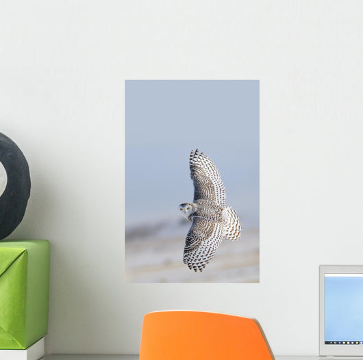 Winter White Snowy Owl