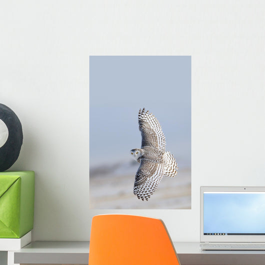 Winter White Snowy Owl