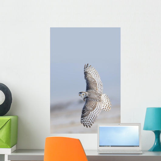 Winter White Snowy Owl