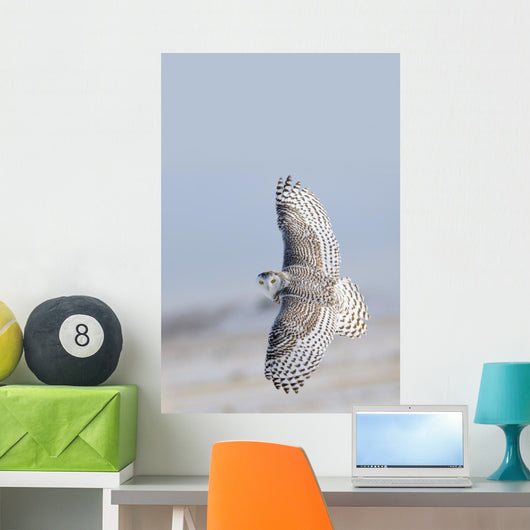 Winter White Snowy Owl