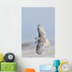 Winter White Snowy Owl