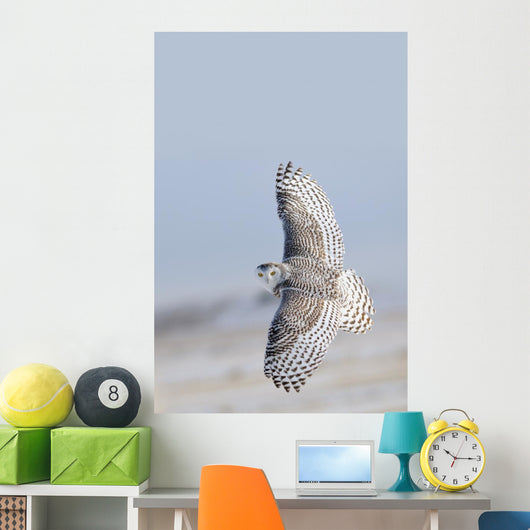 Winter White Snowy Owl