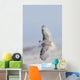 Winter White Snowy Owl