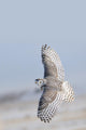 Winter White Snowy Owl