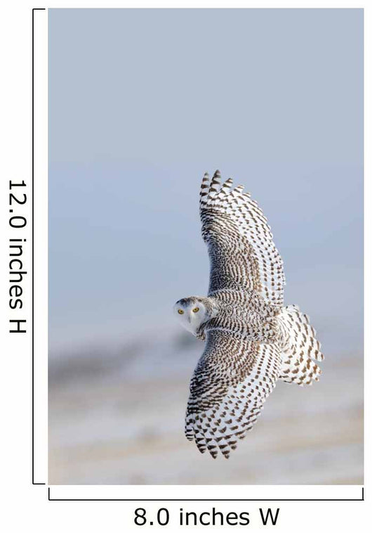 Winter White Snowy Owl
