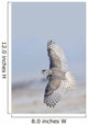 Winter White Snowy Owl