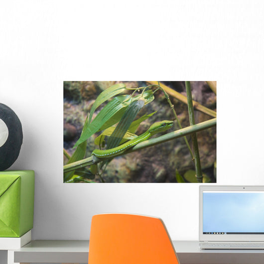 Snake Wall Mural
