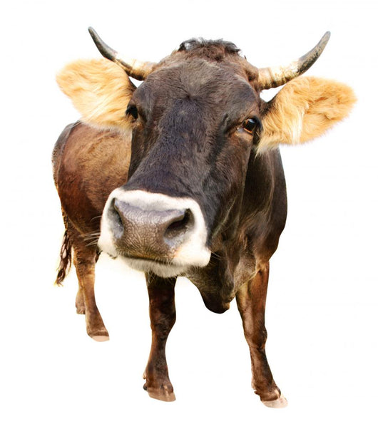 Cow Wall Decal
