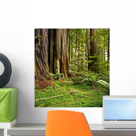Redwood forest Wall Mural