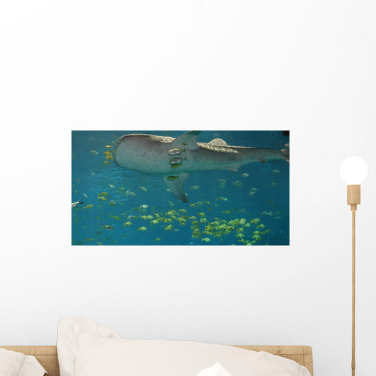 Whale Shark Wall Mural