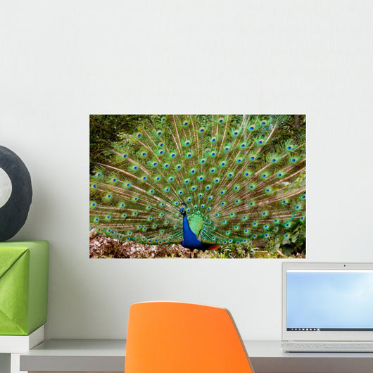 Peacocks Spain Wall Mural
