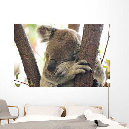 koala Wall Mural