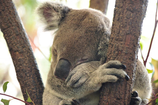 koala Wall Mural