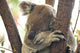 koala Wall Mural