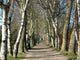 Allee Ahrenshoop Wall Decal