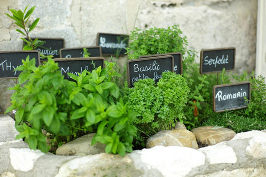 French herbs Wall Mural