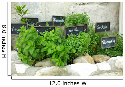 French herbs Wall Mural