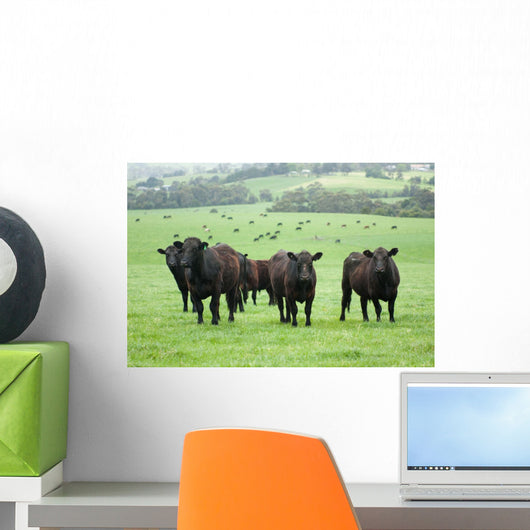Farm Cattle