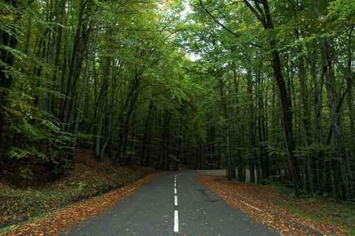 Route Foret Wall Decal