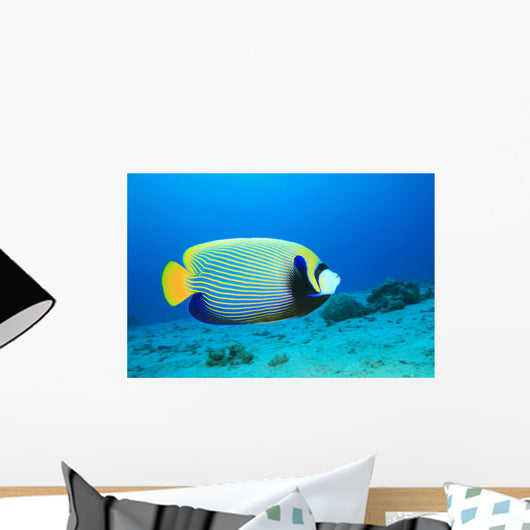 Emperor Angelfish (pomacanthus Imperator) Wall Mural
