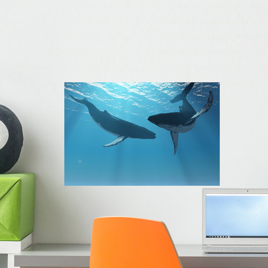 Whale Wonders