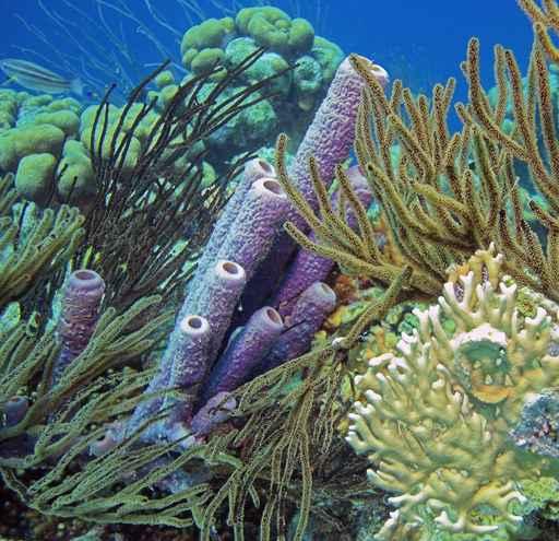 Reef Scene Wall Decal