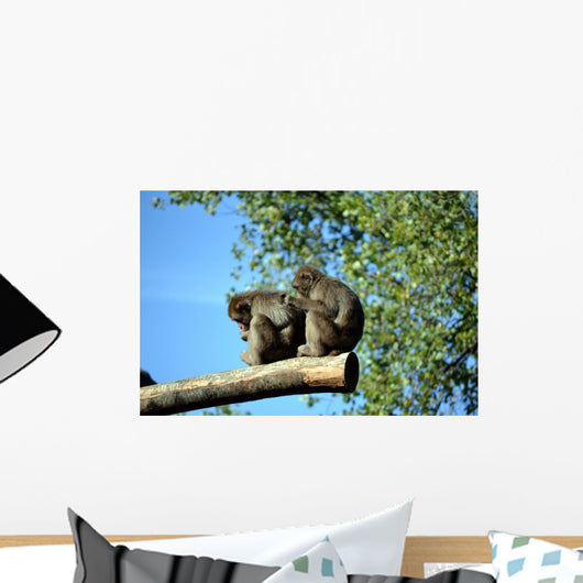 Macachi Wall Mural
