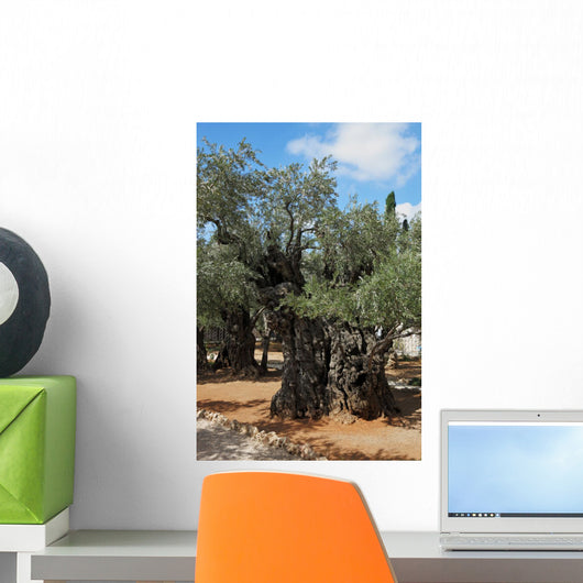 Thousand-year Olive Trees Jerusalem