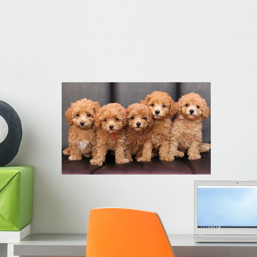 Toy poodle 2 Wall Mural
