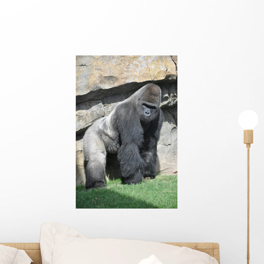 Gorilla in the Valencia Biopark Spain Wall Mural