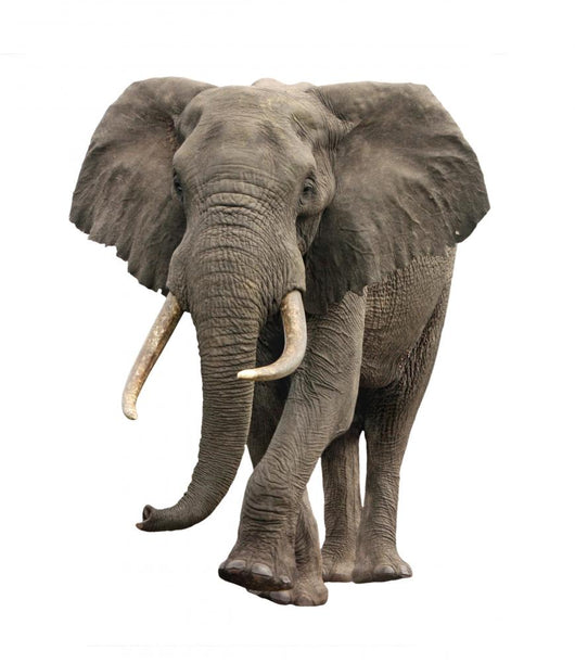 Elephant Approaching Wall Decal