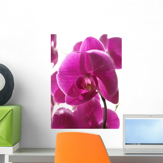 Purple Orchis against Light