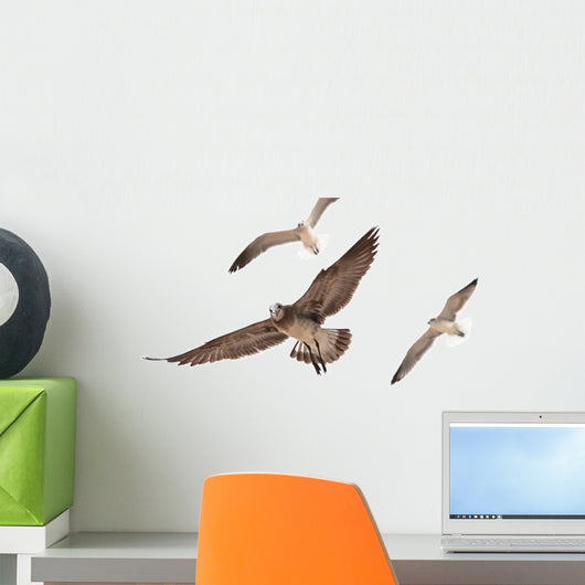 Seagulls