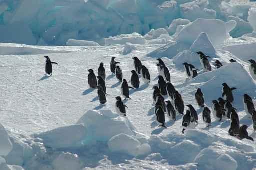 Penguin Group with Leader Wall Decal