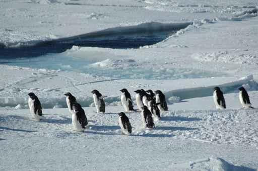 Penguins Crossing Wall Decal
