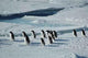 Penguins Crossing Wall Decal