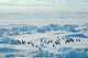 Penguin Group Icescape Wall Decal